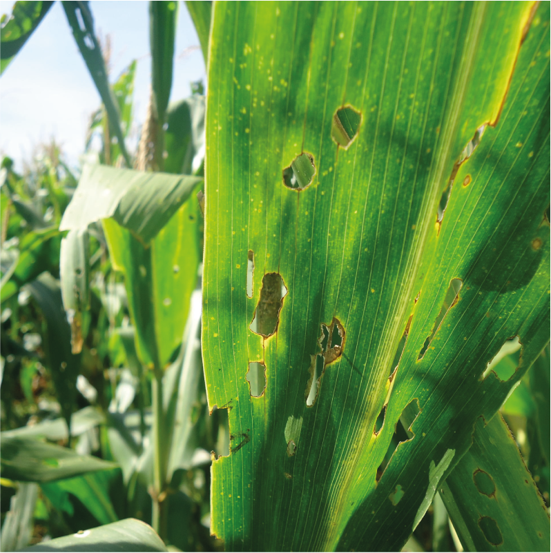 Setor privado de controle de pragas urbanas