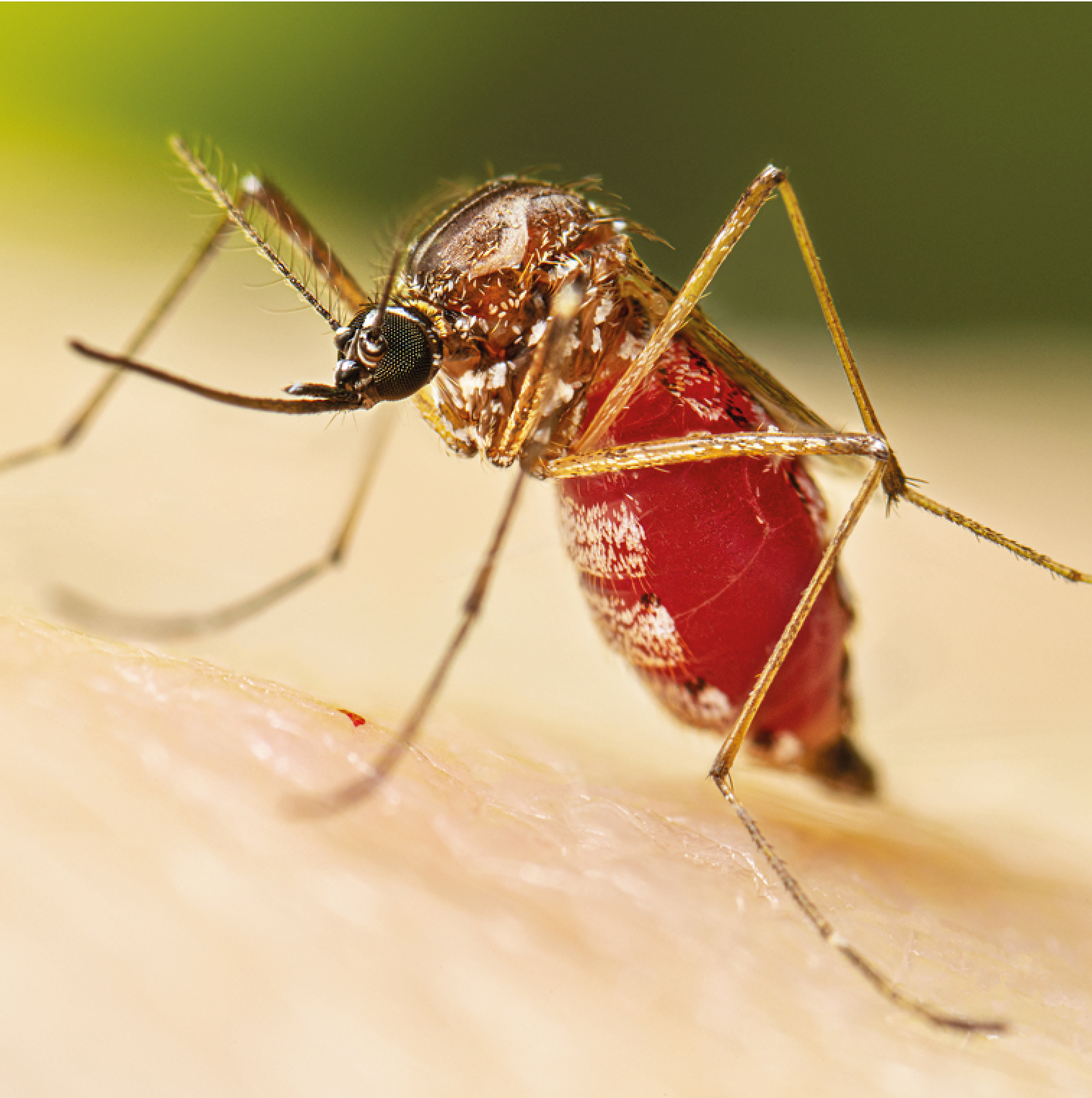 Saúde pública e combate a vetores